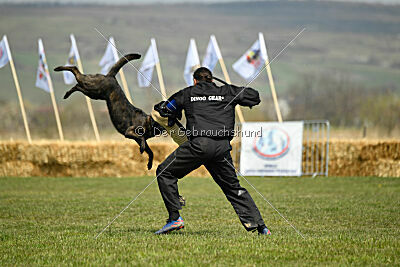Holland Vayen van Le Dobry