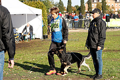 Honda von der kleinen Birke