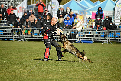 Hunter zu den grauen Birken