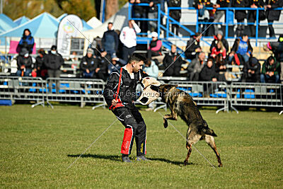 Hunter zu den grauen Birken