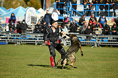 Hunter zu den grauen Birken