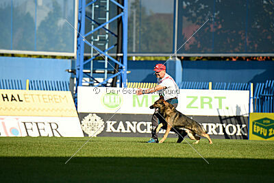 Iannys z Lomeckeho polesi