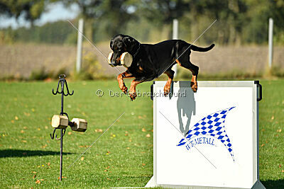 Ice-T vom Markischen Leo