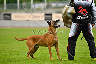 Independent Spirit's Iloy