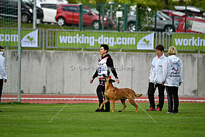 Independent Spirit's Iloy