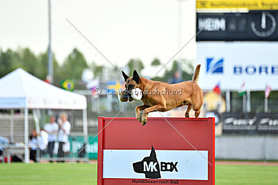 Independent Spirit's Iloy