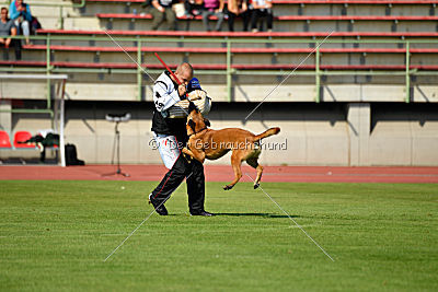 Independent Spirit's Iloy