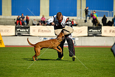 Independent Spirit's Noyman