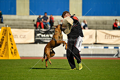 Independent Spirit's Noyman