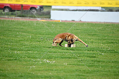 Indy vom Causa Nostre Letitia