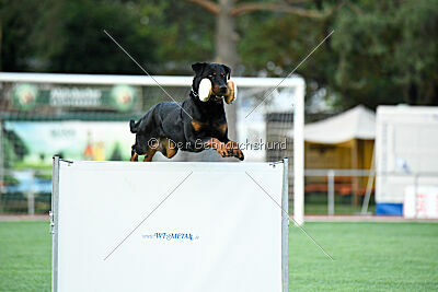 Ipet von den Wichtelhäusern