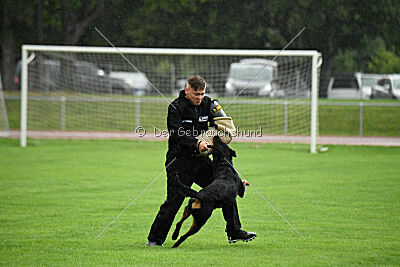 Ipet von den Wichtelhäusern