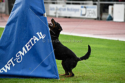 Ipet von den Wichtelhäusern