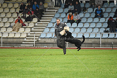 Irak vom schwarzen Bär