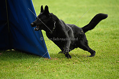 Irak vom schwarzen Bär