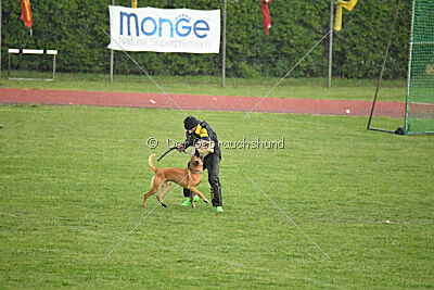 Irokk vom Streitwald