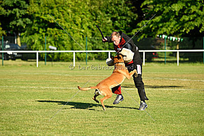 J'Lux vom Brunsbeker Land