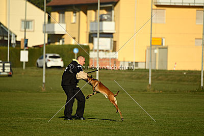 J'Lux vom Brunsbeker Land