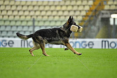 Jackie Chan von Berg Israel