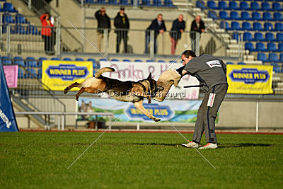 Jackson vom Haus Salztalblick