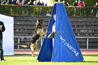 Jackson vom Haus Salztalblick