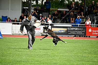 Jamas vom Normannstein