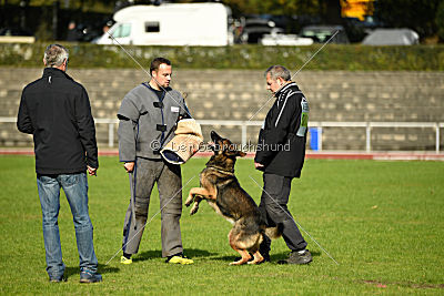 Jari vom Rothaarpark