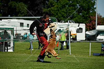 Jasper vom Streitwald