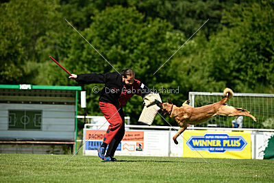 Jasper vom Streitwald