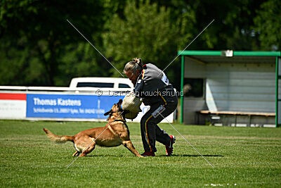 Jasper vom Streitwald