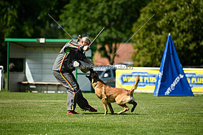 Jasper vom Streitwald