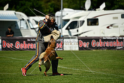 Jasper vom Streitwald