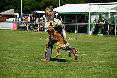 Jasper vom Streitwald