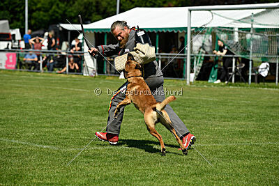 Jasper vom Streitwald