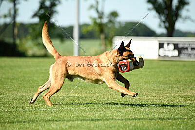 Jasper vom Streitwald