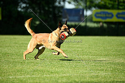 Jasper vom Streitwald