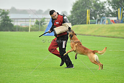 Jasper vom Streitwald