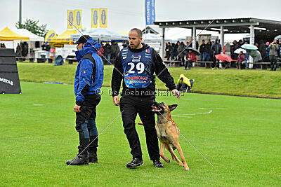 Jasper vom Streitwald