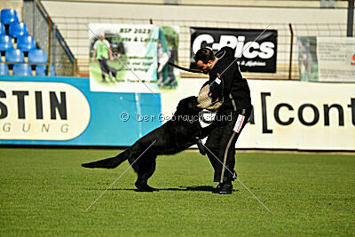 Jazz von der Mooreiche