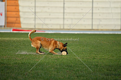 Jerry vom Zabelstein