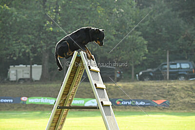 Jimmy von der Drachenhöhle