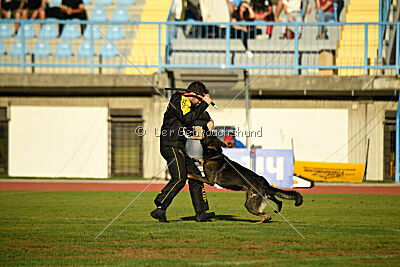 Joker von der Beizjagd