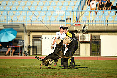 Joker von der Beizjagd