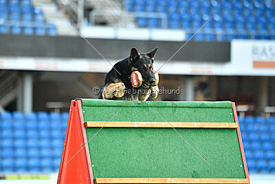 Jordan vom Kämpferherz