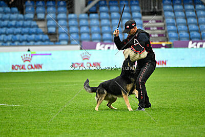 Jordan vom Kämpferherz