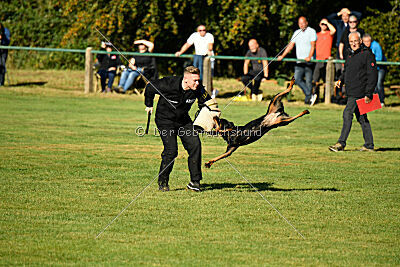 Joyce aus der Bohmter Heide