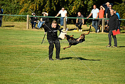 Joyce aus der Bohmter Heide