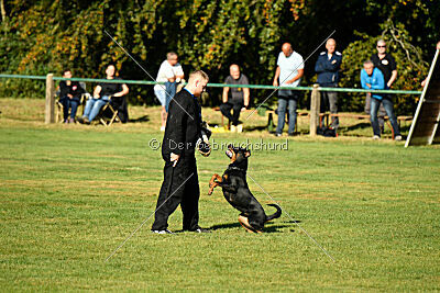 Joyce aus der Bohmter Heide