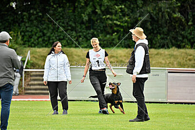 Joyce aus der Bohmter Heide