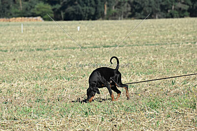 Jürgen von Markischen Leo